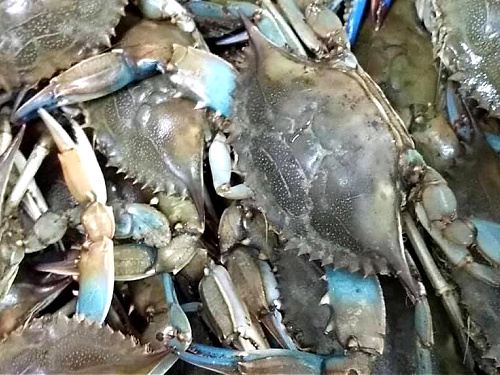 Salty-Catch-Seafood-Market-Beaufort-NC