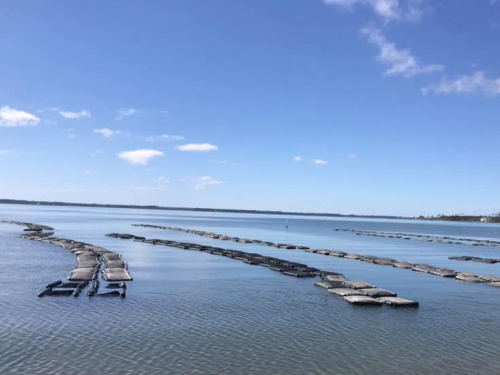 Carolina-Gold-Oysters-Beaufort-NC